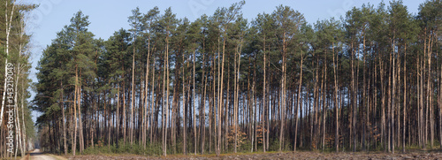 Pine tree forest.