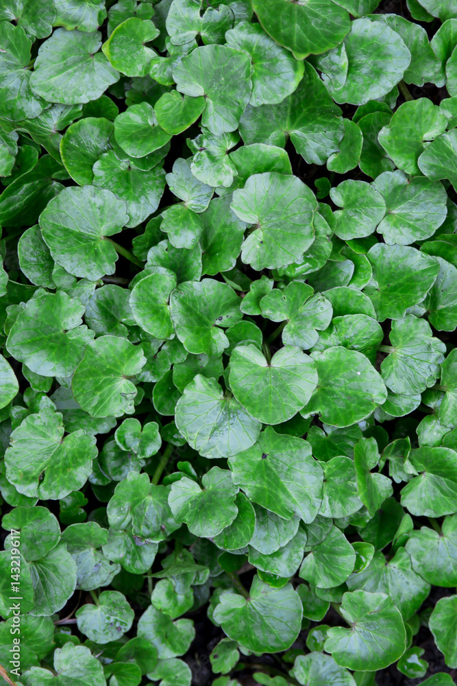 Texture of green grass with large juicy leaves. Background or wallpaper. copyspace Texture of green grass with large juicy leaves. Background or wallpaper. copyspace