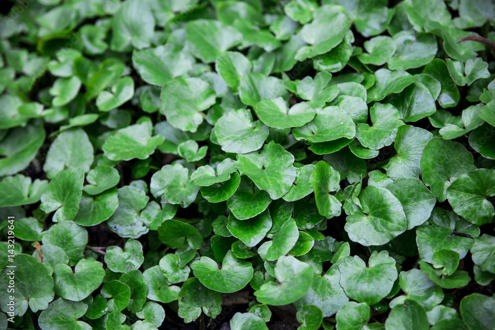 Texture of green grass with large juicy leaves. Background or wallpaper. copyspace Texture of green grass with large juicy leaves. Background or wallpaper. copyspace