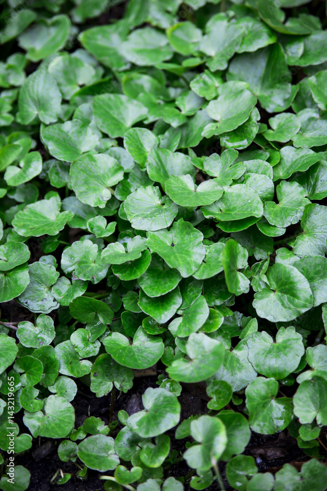 Texture of green grass with large juicy leaves. Background or wallpaper. copyspace Texture of green grass with large juicy leaves. Background or wallpaper. copyspace