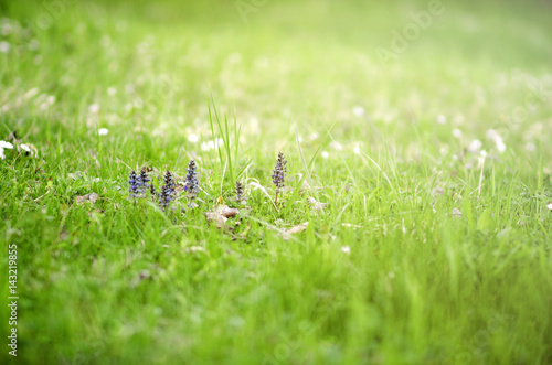 Spring flowers in the beautiful grass field © qunamax