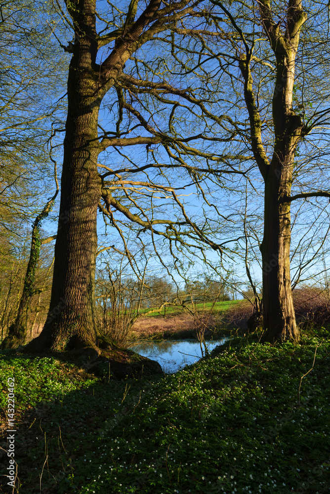 Spring landscape, old trees with the first leaves at lake and wood anemones on the ground, blue sky, vertical