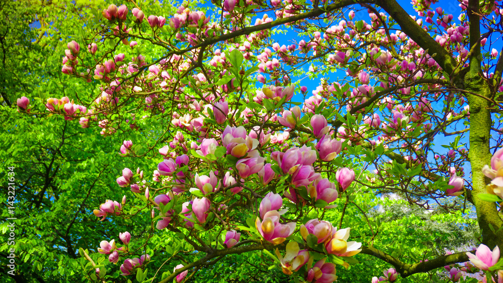 Pink magnolia tree blossom. magnolia flower