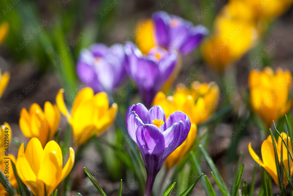 Violet crocus