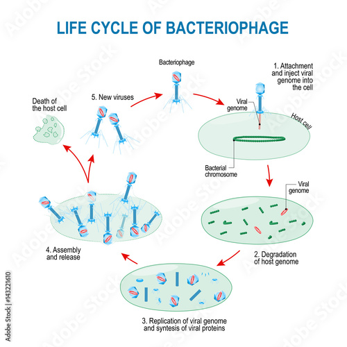  life cycle of bacteriophage photo