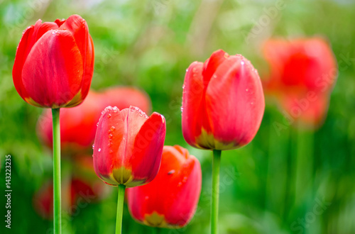Beautiful red Tulips Flowers with Waterdrops in the garden. Holiday border on natural green background/