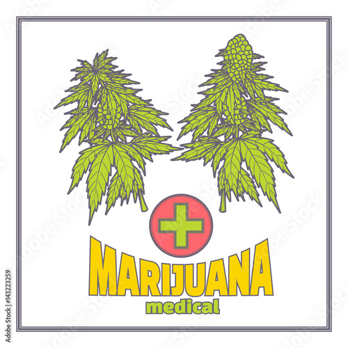 Bushes of Marijuana Medica Flat