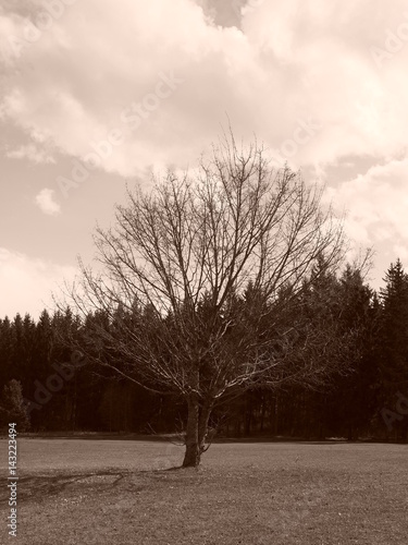 Wallpaper Mural OLYMPUS DIGITAL CAMERA Torontodigital.ca