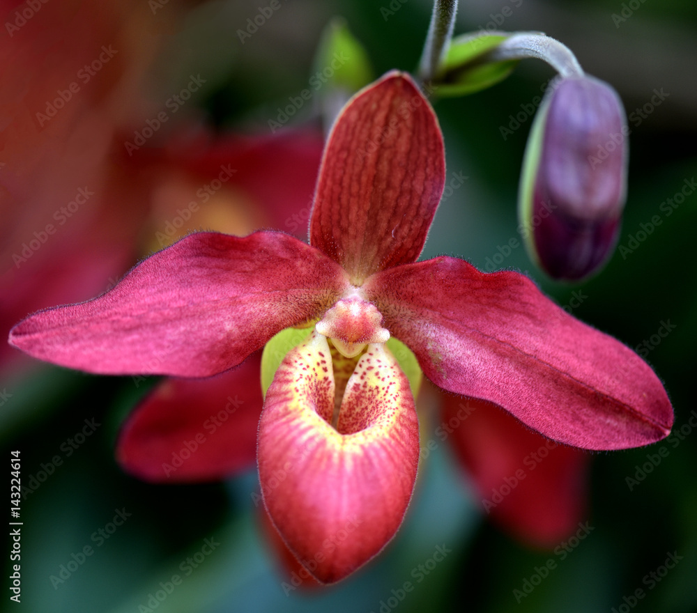 Orchidee Orchidee