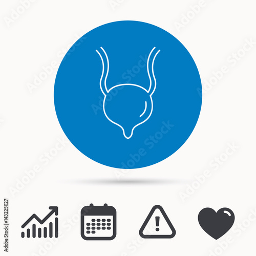 Urinary bladder icon. Human body organ sign. Urology health symbol. Calendar, attention sign and growth chart. Button with web icon. Vector