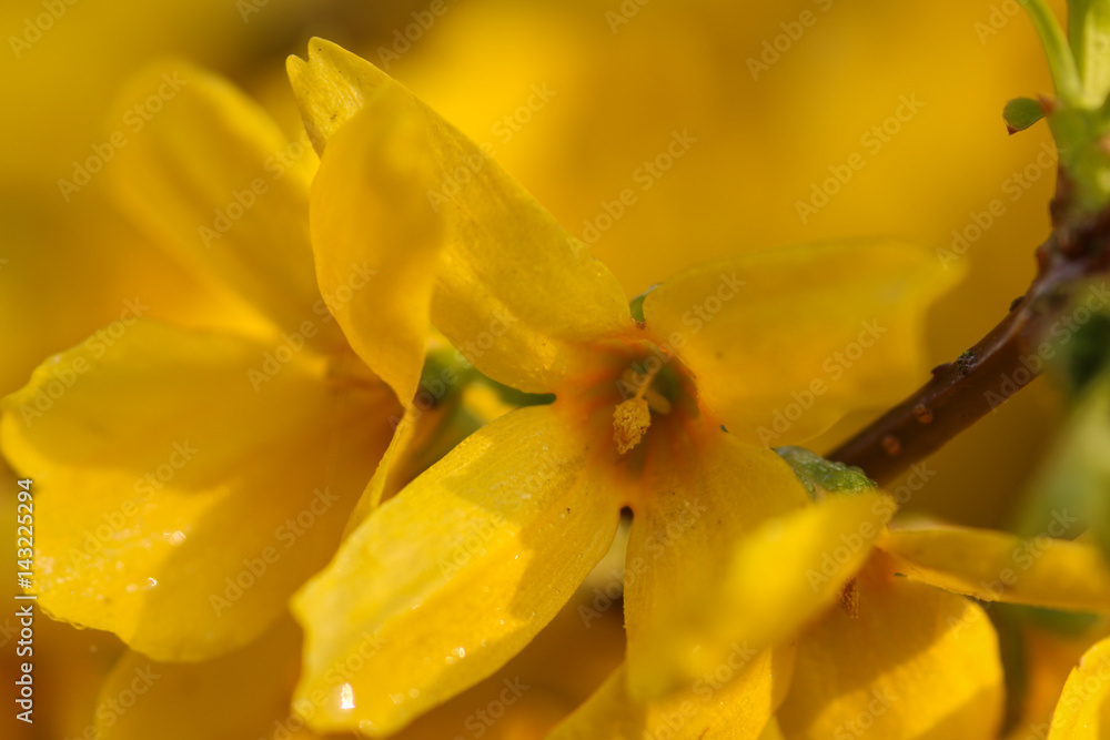 forsythia displaying an abundance of spectacular spring gold color forsythia displaying an abundance of spectacular spring gold color