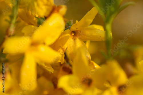 forsythia displaying an abundance of spectacular spring gold color