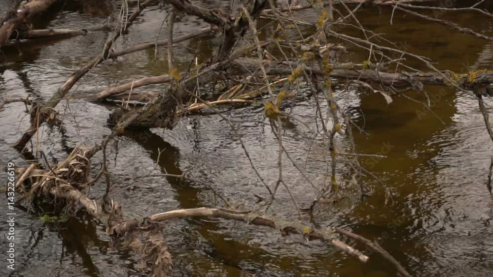 A small forest river in early spring. Slow motion A small forest river in early spring. Slow motion