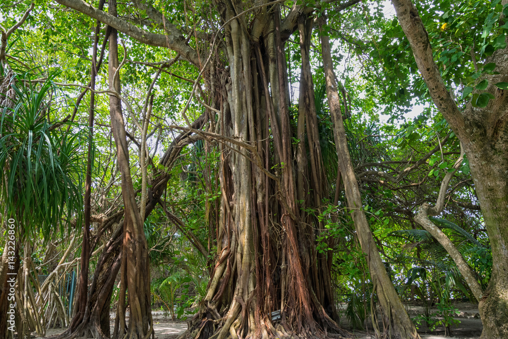 Obraz premium Big Mangroves