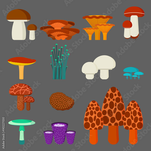 Mushrooms for cook food and poisonous nature meal vegetarian healthy autumn edible and fungus organic vegetable raw ingredient vector illustration.