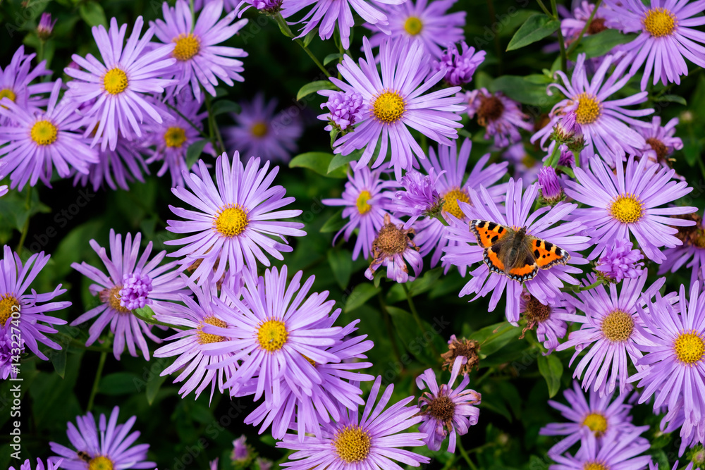 Fototapeta premium Butterfly in Purple Flowers