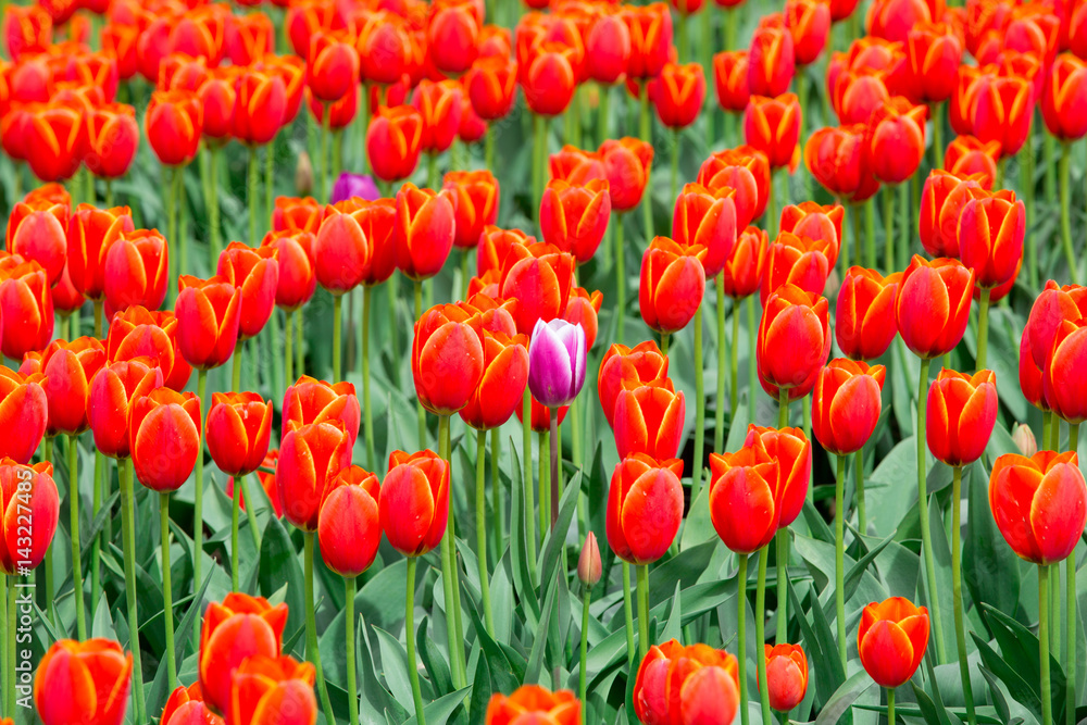 Tulip Field Tulip Field