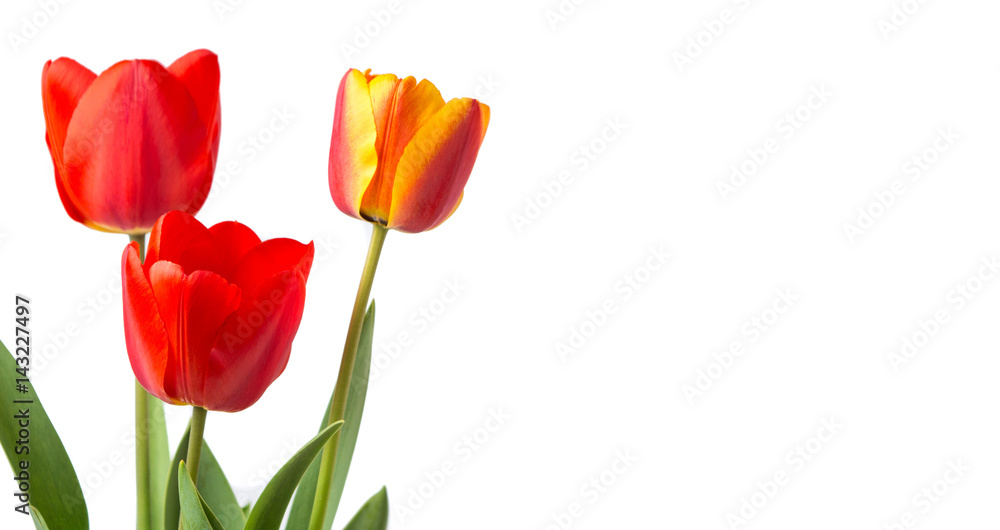 Red tulips isolated on white background Red tulips isolated on white background