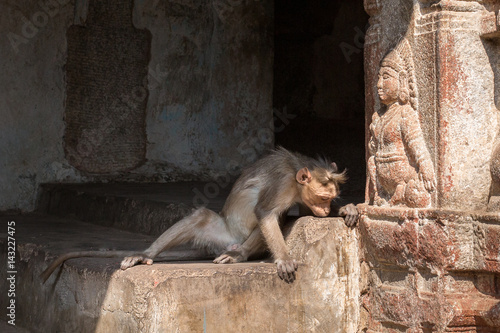 Monkey prays to God