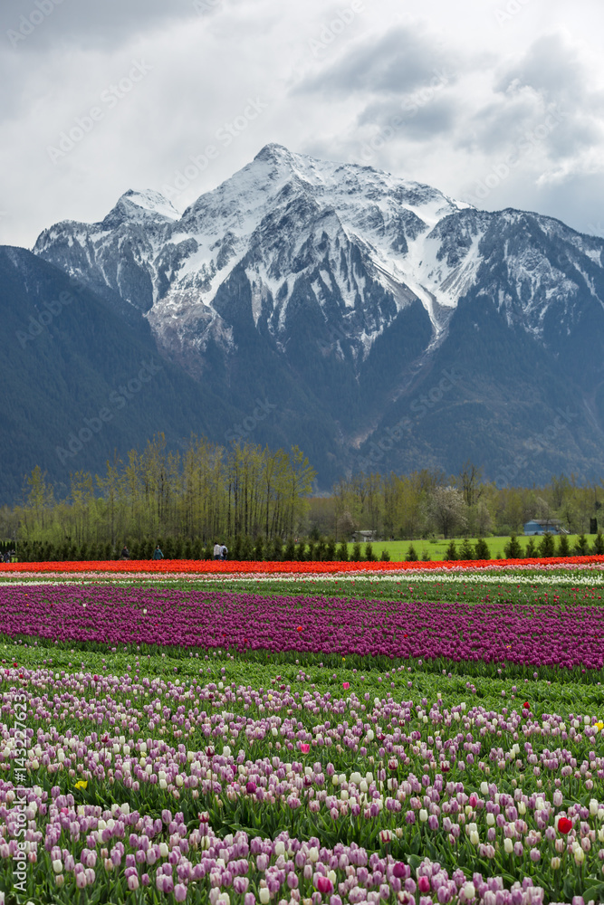 Naklejka premium Tulip Field
