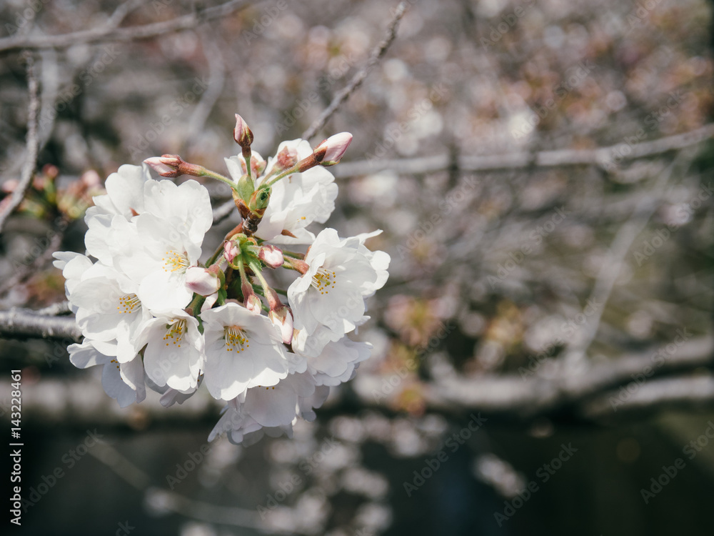 Obraz premium 桜の花