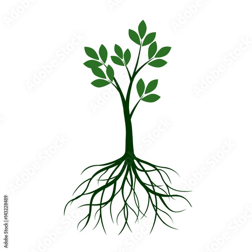 Green Tree with Leafs and roots. Vector Illustration.