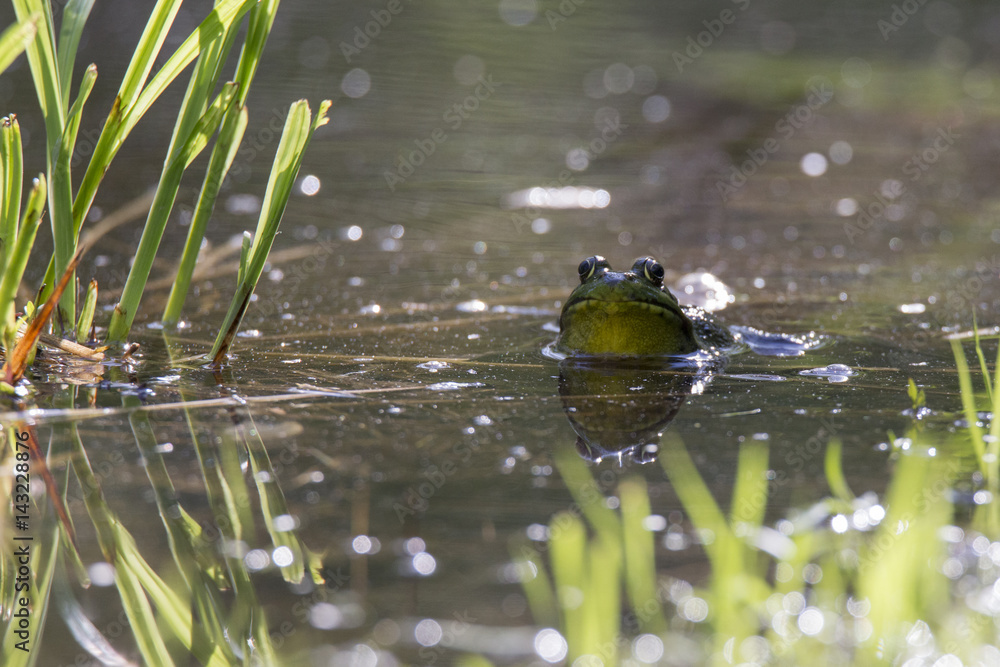 Green Frog - Lithobates (Rana) clamitans melanota Green Frog - Lithobates (Rana) clamitans melanota