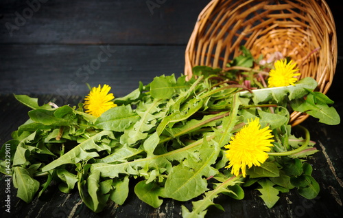 Fototapeta Naklejka Na Ścianę i Meble -  Dandelion leaves and flowers
