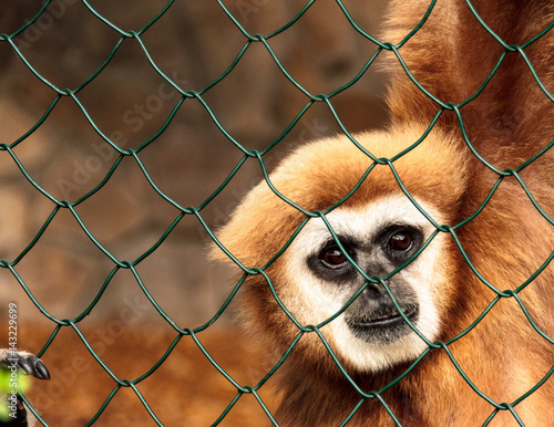 Obraz na plátně Gibbon in Gefangenschaft