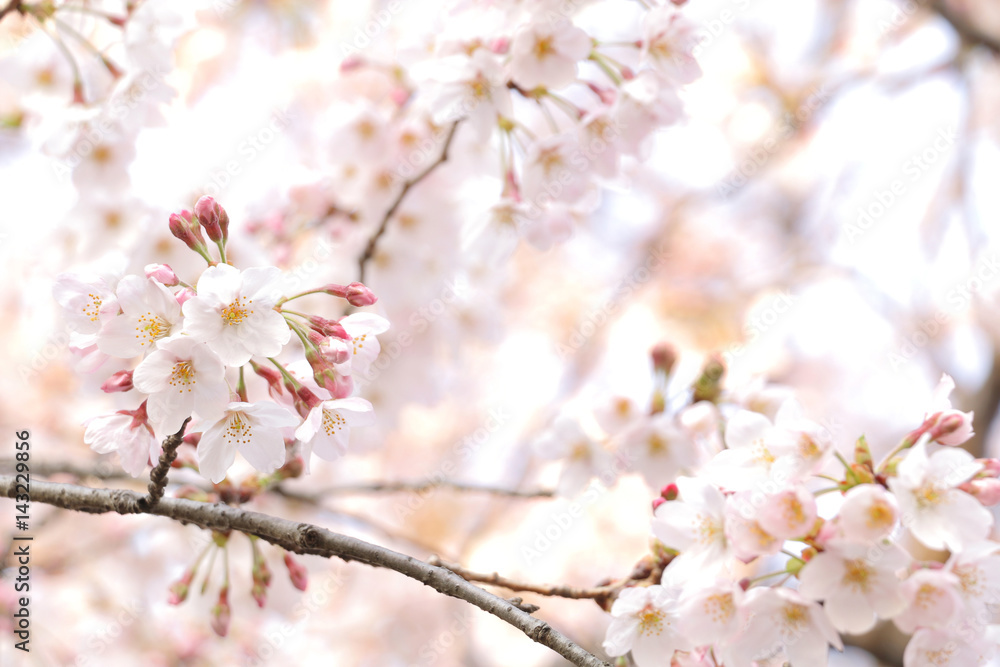 Japanese cherry blossom background Japanese cherry blossom background