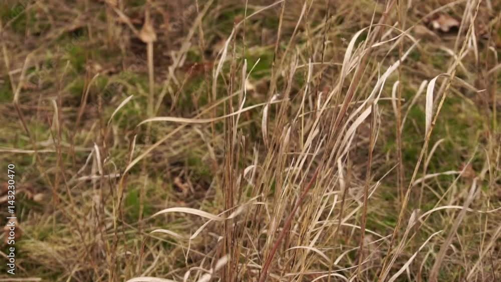 Dry field grass swaying in the wind. Slow motion Dry field grass swaying in the wind. Slow motion