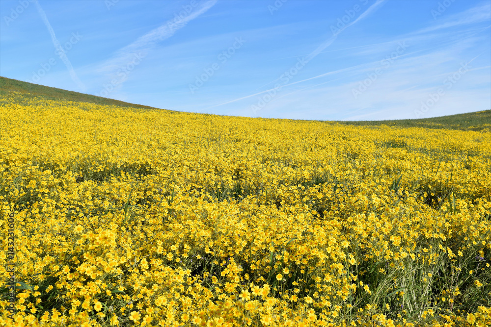 Yellow Wildflower Hill