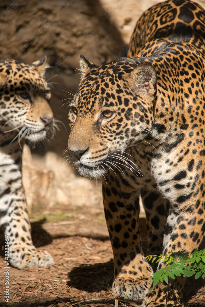 Obraz premium Female Jaguar with young Jaguar