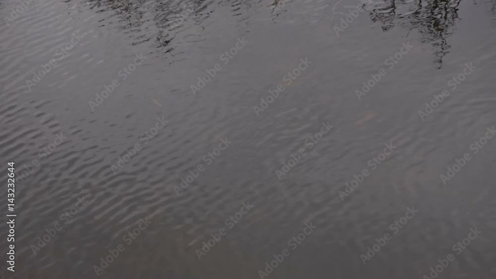 Surface of a forest stream. Slow motion