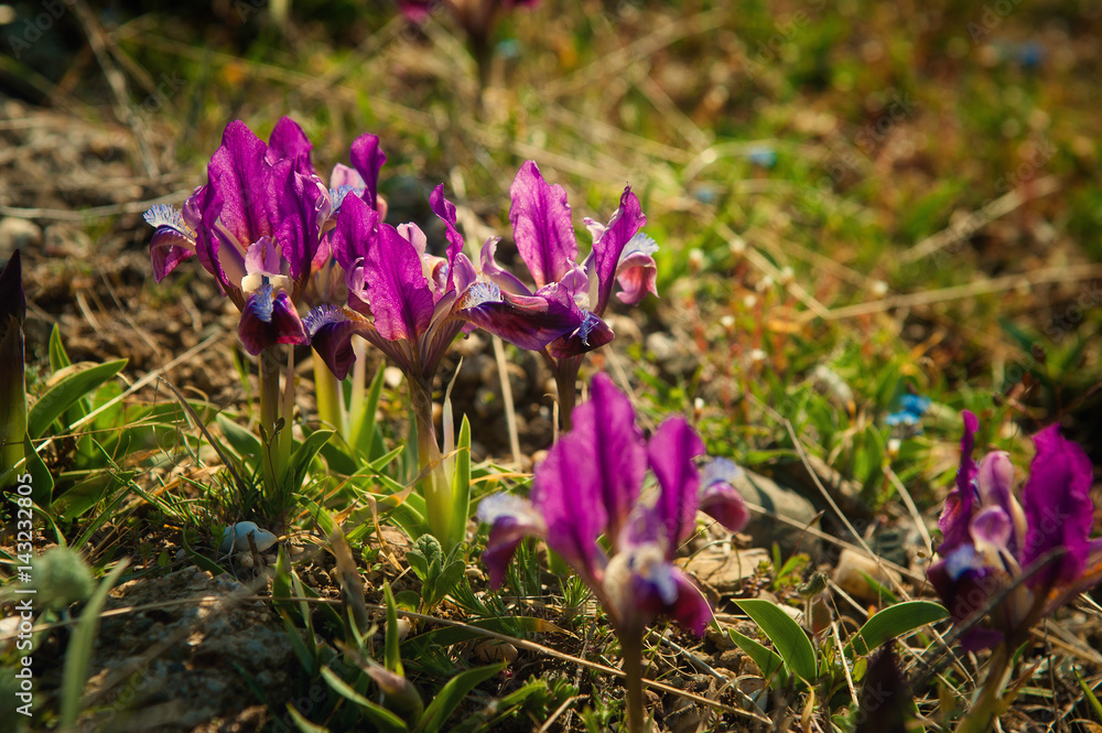 A background of bright spring grass and small wild purple irises. A background of bright spring grass and small wild purple irises.