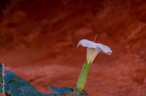 Isolated Desert Lily photo