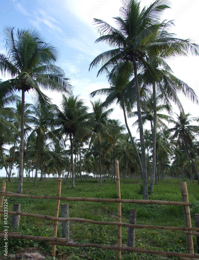 Obraz premium Palms