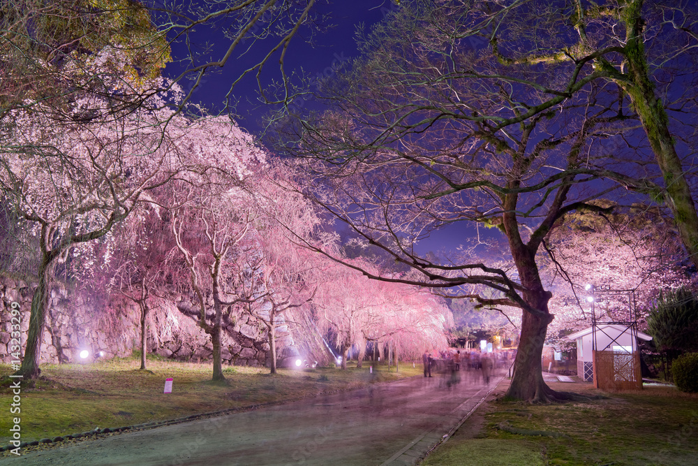 Fototapeta premium 福岡城桜祭り