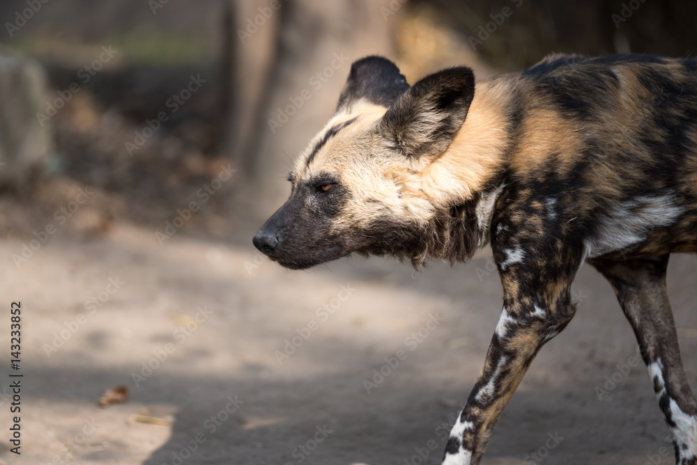 African wild dog scanning his surroundings African wild dog scanning his surroundings