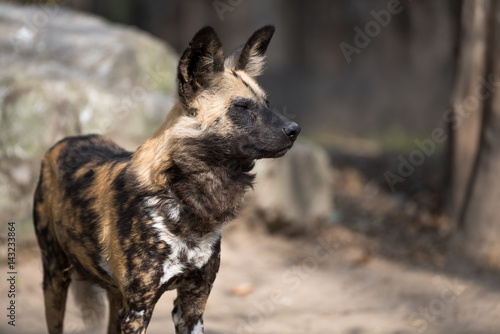 African wild dog scanning his surroundings © Luca