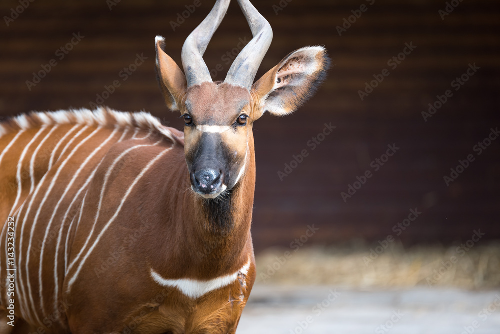 Fototapeta premium Horned African animal scanning its surroundings