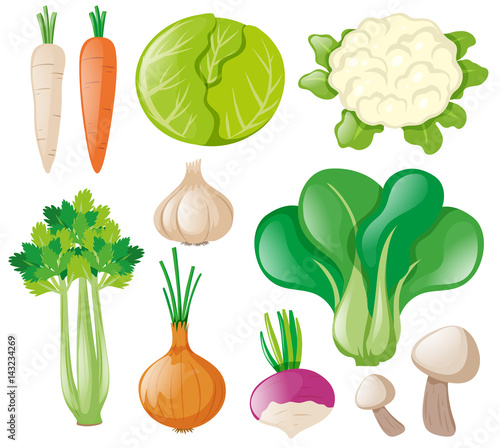 Different types of fresh vegetables