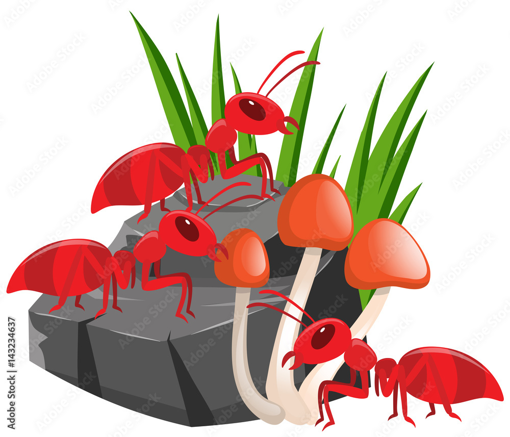 Naklejka premium Three red ants on the rock