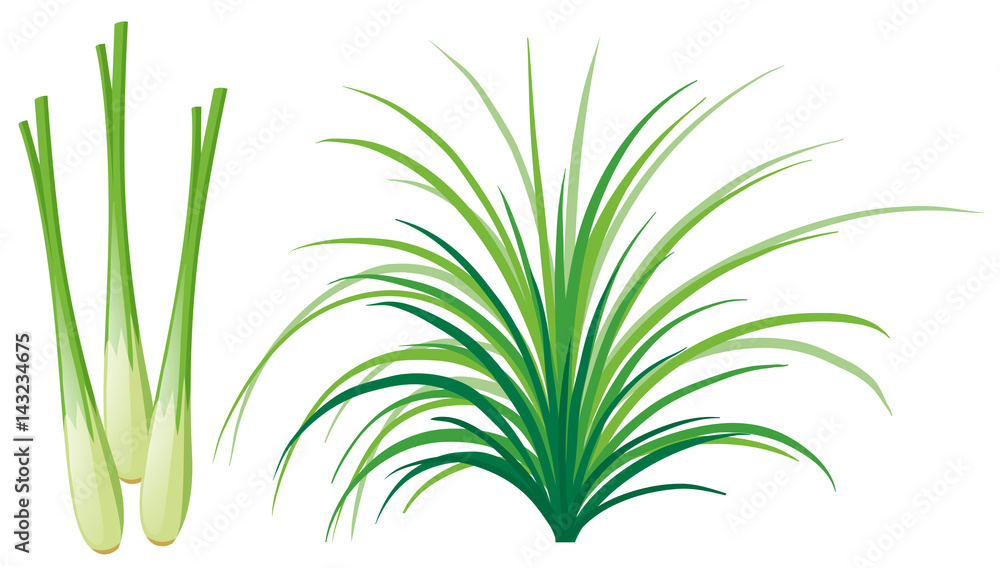 Fototapeta premium Lemon grass leaves and roots