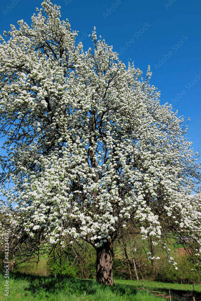 Flowers of white cherry blossoms on a spring day, Germany Flowers of white cherry blossoms on a spring day, Germany