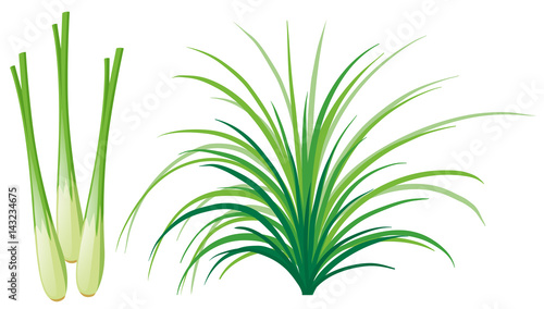 Lemon grass leaves and roots