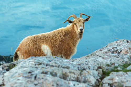 Female mountain goat on the top of mountain Ilyas Kaya in Crimea photo