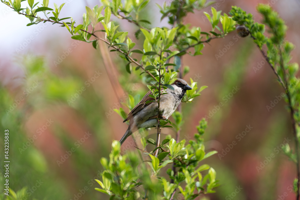 Wild hummingbird sitting on a tree Wild hummingbird sitting on a tree