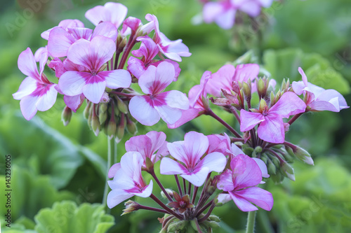 Fototapeta Naklejka Na Ścianę i Meble -  Geranium Flower blooming colorful pink, white, purple, in the garden in spring weather greeted the beautiful new day