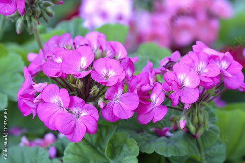 Geranium Flower blooming colorful pink  white  purple  in the garden in spring weather greeted the beautiful new day